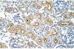 Immunohistochemical staining (Formalin-fixed paraffin-embedded sections) of human kidney with MIF4GD polyclonal antibody . (MIF4GD antibody  (AA 207-256))