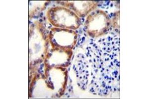Immunohistochemistry analysis in Formalin Fixed, Paraffin Embedded Human kidney tissue stained with SDHD Antibody (N-term) followed by peroxidase conjugation of the secondary antibody and DAB staining. (SDHD antibody  (N-Term))
