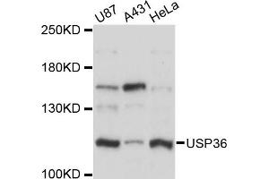 Western blot analysis of extracts of various cell lines, using USP36 antibody (ABIN6291039) at 1:3000 dilution.