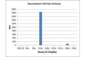 The recombinant H3K14ac antibody specifically reacts to Histone H3 acetylated at Lysine 14 (K14ac).