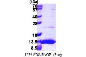 SDS-PAGE (SDS) image for Ubiquitin-Like 5 (UBL5) (AA 1-73) protein (His tag) (ABIN667918)