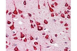 Anti-GALR1 / Galanin Receptor 1 antibody IHC staining of human brain, cortex. (Galanin Receptor 1 antibody  (C-Term))