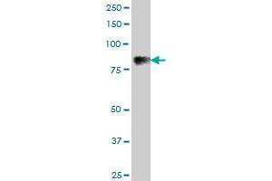 C1S MaxPab polyclonal antibody. (C1S antibody  (AA 1-688))