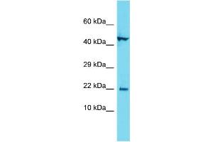 Host: Rabbit Target Name: C1orf192 Sample Type: MCF7 Whole Cell lysates Antibody Dilution: 1. (CFAP126 antibody  (C-Term))