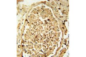 Immunohistochemistry analysis in formalin fixed and paraffin embedded human testis tissue reacted with PDHA2 Antibody (Center) followed by peroxidase conjugation of the secondary antibody and DAB staining.