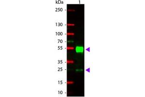 Image no. 1 for Goat anti-Mouse IgG (Whole Molecule) antibody (Rhodamine) (ABIN300667) (Goat anti-Mouse IgG (Whole Molecule) Antibody (Rhodamine))