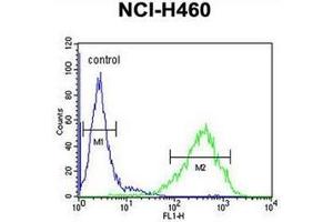 Flow cytometric analysis of NCI-H460 cells using RAB3IL1 Antibody (C-term) Cat. (RAB3IL1 antibody  (C-Term))