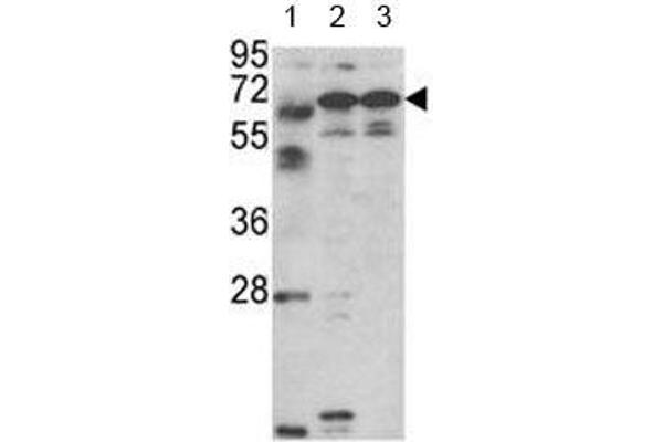 Fascin 3 Antikörper  (AA 1-30)
