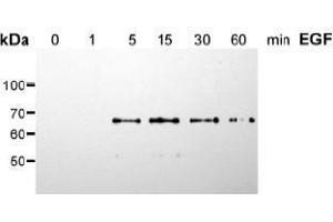 Western Blotting (WB) image for anti-SHC (Src Homology 2 Domain Containing) Transforming Protein 1 (SHC1) (pSer36) antibody (ABIN126891)