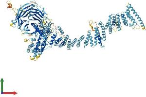 AlphaFold protein structure predicition of Mouse Recombinant Nup160 Protein, UniprotID Q9Z0W3 (NUP160 Protein (AA 1-1402) (His tag))