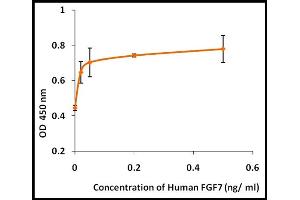 Activity Assay (AcA) image for Fibroblast Growth Factor 7 (FGF7) (Active) protein (ABIN5509361) (FGF7 Protein)