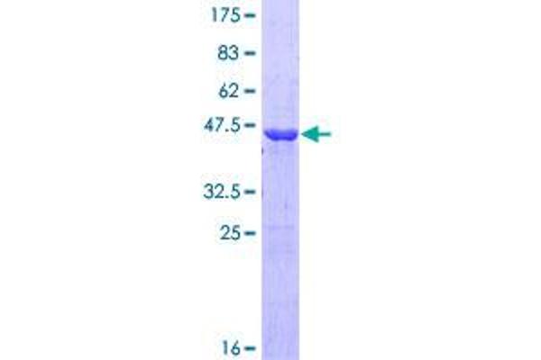 Growth Hormone 2 Protein (GH2) (AA 27-217) (GST tag)