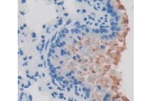 Figure. (SFTPD antibody  (AA 45-221))