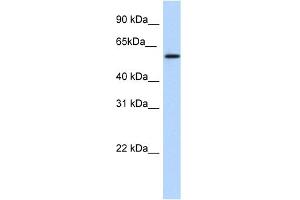 WB Suggested Anti-NKX1-1 Antibody Titration:  1. (NKX1-1 antibody  (Middle Region))