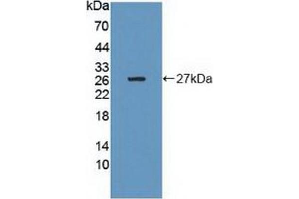 GRB10 antibody  (AA 392-594)