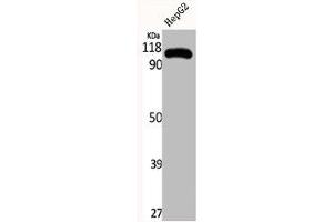 Western Blot analysis of HepG2 cells using DAP-5 Polyclonal Antibody (EIF4G2 antibody  (N-Term))