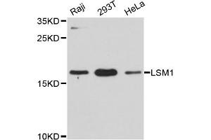 Western blot analysis of extracts of various cell lines, using LSM1 antibody (ABIN6293056) at 1:3000 dilution.