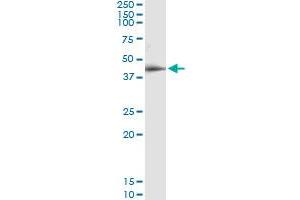 Immunoprecipitation of RPAP3 transfected lysate using anti-RPAP3 MaxPab rabbit polyclonal antibody and Protein A Magnetic Bead , and immunoblotted with RPAP3 purified MaxPab mouse polyclonal antibody (B01P) . (RPAP3 antibody  (AA 1-631))