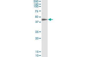 Immunoprecipitation of RPAP3 transfected lysate using anti-RPAP3 MaxPab rabbit polyclonal antibody and Protein A Magnetic Bead , and immunoblotted with RPAP3 purified MaxPab mouse polyclonal antibody (B01P) . (RPAP3 antibody  (AA 1-631))