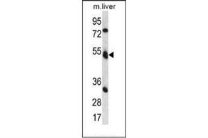 Western blot analysis of Fukutin Antibody (Center) in mouse liver tissue lysates (35ug/lane). (Fukutin antibody  (Middle Region))