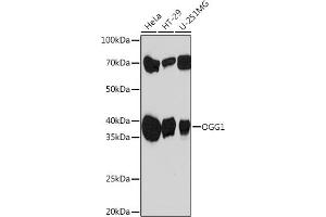 Western blot analysis of extracts of various cell lines, using OGG1 Rabbit mAb (ABIN7265349) at 1:1000 dilution. (OGG1 antibody)