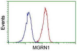 Image no. 2 for anti-Mahogunin, Ring Finger 1 (MGRN1) antibody (ABIN1499460) (Mahogunin RING Finger Protein 1 antibody)