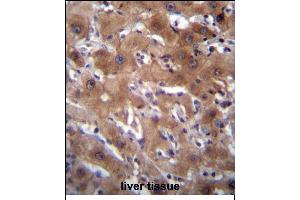 RASSF10 Antibody (Center) (ABIN656377 and ABIN2845672) immunohistochemistry analysis in formalin fixed and paraffin embedded human liver tissue followed by peroxidase conjugation of the secondary antibody and DAB staining. (RASSF10 antibody  (AA 230-259))