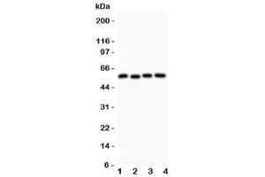 Western blot testing of Cyclin B1 antibody and Lane 1:  HeLa (Cyclin B1 antibody  (AA 1-433))