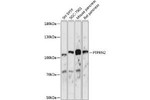 Western blot analysis of extracts of various cell lines, using PTPRN2 antibody (ABIN7269710) at 1:1000 dilution.