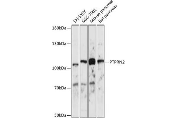 PTPRN2 抗体  (AA 22-242)