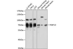 Western blot analysis of extracts of various cell lines, using FKBP10 antibody  at 1:3000 dilution.