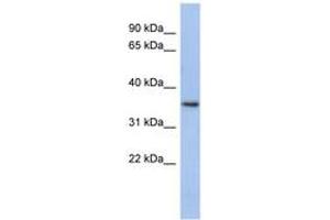 Image no. 1 for anti-Peroxisomal Biogenesis Factor 7 (PEX7) (N-Term) antibody (ABIN6743968) (PEX7 antibody  (N-Term))