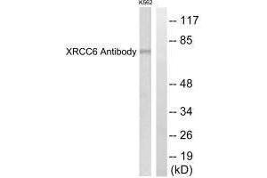 Western blot analysis of extracts from K562 cells, using XRCC6 antibody. (XRCC6 antibody  (C-Term))