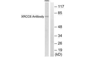 Western Blotting (WB) image for anti-X-Ray Repair Complementing Defective Repair in Chinese Hamster Cells 6 (XRCC6) (C-Term) antibody (ABIN7180288)
