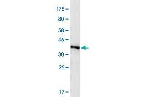 Western Blot detection against Immunogen (36. (Formin 2 antibody  (AA 144-243))