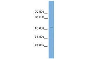 Image no. 1 for anti-LUC7-Like (LUC7L) (AA 71-120) antibody (ABIN6745218) (LUC7L antibody  (AA 71-120))