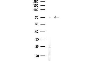 anti-Potassium Voltage-Gated Channel, Shaw-Related Subfamily, Member 4 (KCNC4) (N-Term) antibody