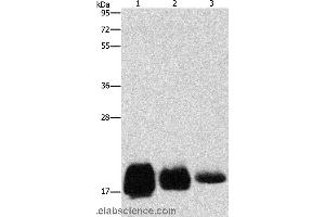 Western blot analysis of Huvec, hela and SKOV3 cell, using CD59 Polyclonal Antibody at dilution of 1:500