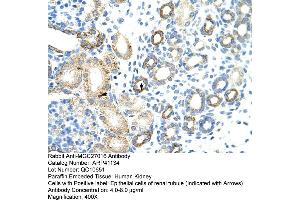 Rabbit Anti-MGC27016 Antibody  Paraffin Embedded Tissue: Human Kidney Cellular Data: Epithelial cells of renal tubule Antibody Concentration: 4. (MGC27016 (N-Term) antibody)