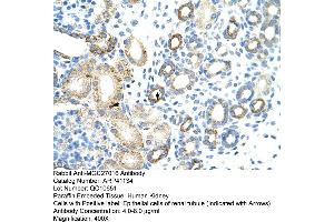 Rabbit Anti-MGC27016 Antibody  Paraffin Embedded Tissue: Human Kidney Cellular Data: Epithelial cells of renal tubule Antibody Concentration: 4. (MGC27016 (N-Term) antibody)