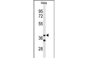 Western blot analysis of CYTH3 Antibody in Hela cell line lysates (35ug/lane). (Cytohesin 3 antibody  (C-Term))