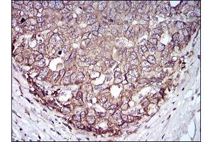 Fig. (EpCAM antibody  (AA 24-265))