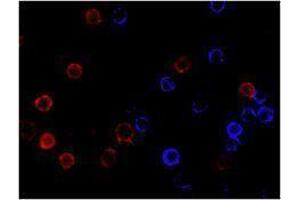 Immunofluorescence (IF) image for anti-CD19 Molecule (CD19) antibody (Alexa Fluor 647) (ABIN2657657) (CD19 antibody  (Alexa Fluor 647))