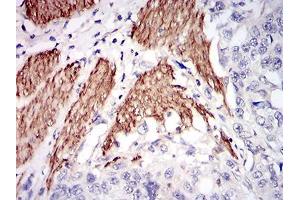 Fig. (NPC1 antibody  (AA 34-174))