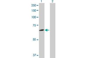 HCK antibody  (AA 1-505)