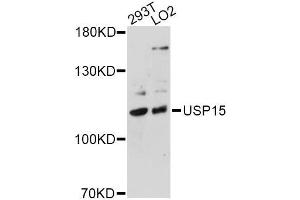 Western blot analysis of extracts of various cell lines, using USP15 antibody (ABIN5975428) at 1/1000 dilution.
