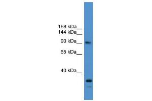 WB Suggested Anti-USP13 Antibody Titration: 0. (USP13 antibody  (N-Term))