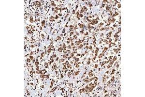 IHC analysis of NLRX1 using anti-NLRX1 antibody (ABIN7602716). (NLRX1 antibody  (AA 98-874))