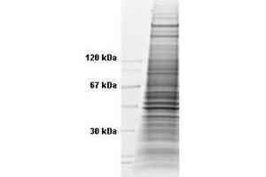 Coommassie stained SDS-PAGE of 35 µg of TNF-a Stimulated HeLa Whole Cell Lysate (Ready-to-Use) resolved on a 4-20% gradient gel under reducing conditions. (HeLa Whole Cell Lysate (TNFa Stimulated))