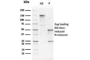 SDS-PAGE Analysis Purified GATA-3 Mouse Monoclonal Antibody (GATA3/2442). (GATA3 antibody  (AA 357-436))